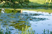 Lac en été, Brockhampton, Herefordshire.