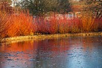 Tiges d'hiver de Cornus reflétées dans le lac en hiver - Jardin RHS Wisley