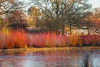 Tiges d'hiver de Cornus reflétées dans le lac en hiver - Jardin RHS Wisley