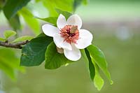 Magnolia watsonii - Magnolia x wieseneri se bouchent