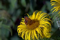 Petit papillon en cuivre - Lycaena phlaeas se nourrissant d'Inula hookeri
