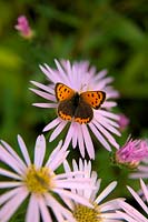 Petit papillon cuivré - Lycaena phlaeas se nourrissant d'Aster pyrenaeus 'Lutetia'