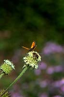 Petit papillon en cuivre - Lycaena phlaeas se nourrissant de Dipsacus inermis