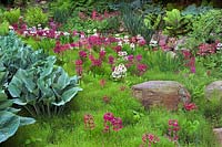 Jardin de tourbière au printemps planté de chandelles Primula Equisetum Hosta fougères Chanticleer Garden Pennsylvania USA