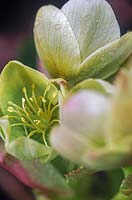 Helleborus argutifolius hellébore corse Close up de fleurs vert crème
