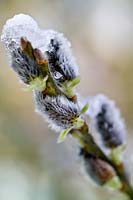 Chatons Salix aegyptiaca (saule musqué) recouverts de neige. RBG Kew en hiver