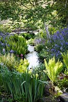 Jardins de Rosemoor, RHS, Devon, au début de l'été par le ruisseau, avec des dérives de Camassia leichtlinii subsp. suksdorfii Caerulea Group et fougères volant
