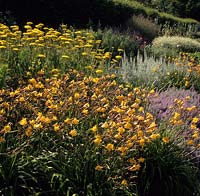 RHS Wisley Surrey parterre herbacé avec lis du jour Hemerocallis Golden Chimes