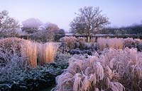 graminées ornementales et vivaces dans un jardin d'hiver glacial