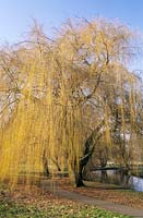 Godalming Surrey saule pleureur Salix x sepulcralis grand arbre à feuilles caduques vert jaune début du printemps février à côté de la rivière