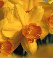 jonquille Narcissus Vulcan jonquilles jaune printemps fleurs fleur