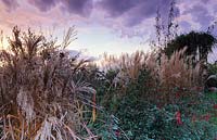 Marchants Sussex Graminées ornementales têtes de graines et vivaces dans l'herbe d'automne