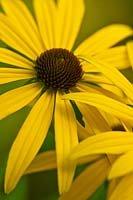 Aux yeux noirs Susan Rudbeckia missouriensis Missouri orange coneflower fleur d'été vivace jaune septembre plante de jardin