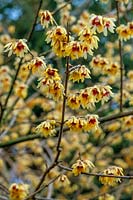 Chimonanthus praecox Wintersweet