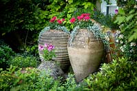 Pélargoniums fleurissant dans de grandes urnes en terre cuite. The Terrace, Highgrove, juin 2019.