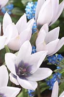 Tulipa humilis Rosea Coerulea Oculata