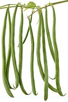 Phaseolus vulgaris 'Fasold' - haricots verts grimpants