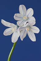 Puschkinia scilloides - Squill rayé ou perce-neige russe