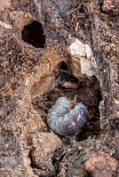 Lucanus cervus - Larve de dendroctone dans une souche de bois de hêtre