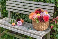 Panier en osier rempli de fleurs de dahlia coupées, sur un banc de jardin