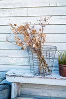 Bouquet de têtes de semences séchées attachées avec de la ficelle affichée dans un panier métallique dans le jardin