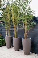 Phyllostachys aurea - Bambou doré dans des jardinières contre une clôture