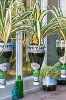 Chlorophytum - Plantes araignées plantées dans des bouteilles recyclées