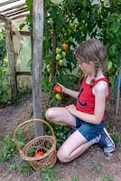 Petite fille récolte des tomates.