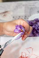 Personne enlevant les stigmates des fleurs de crocus sativus cueillies pour récolter le safran.