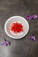 Crocus sativus - Safran, épice pour cuisiner.