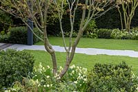 Acer palmatum à plusieurs tiges sous-plantées avec Ilex crenata, Buxus sempervirens, Brunnera, fougères et Narcisse 'Minnow' - 'The Landform Spring Garden' - Ascot Spring Garden Show, 2018.