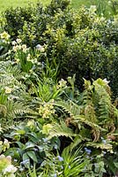 Plantation mixte avec Buxus sempervirens, fougères, hellébores, Primula elatior, Brunnera et Narcissus 'Minnow' - 'The Landform Spring' Garden - Ascot Spring Garden Show, 2018.
