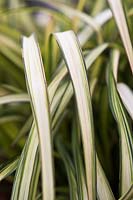 Phormium cookianum subsp. hookeri 'Blondie' - Lin de Nouvelle-Zélande