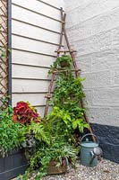 Jardinière verticale de noisetiers et de paniers en fil de fer recouverts de mousse avec des plantes à feuillage