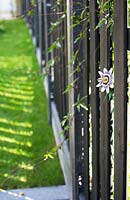 Voir le long de la clôture en bois noir avec Passiflora - Fleur de la passion - piquer à travers l'écart dans la clôture