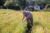 Homme récolte Calendula - soucis - dans le champ. Herb Pharmacy, Eardisley, Herefordshire, Royaume-Uni.