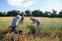 Herb Farm staff travaillant dans la récolte des fleurs sur le terrain, Eardisley, Herefordshire, UK