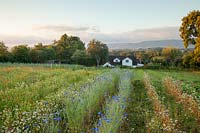 Champ d'herbes mixtes dont bleuet, camomille, calendula et sarrasin. Herbfarmacy, Eardisley, Herefordshire, Royaume-Uni.