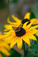 Lycaena phlaeas - Petit papillon cuivré - reposant sur Rudbeckia hirta 'Indian Summer'