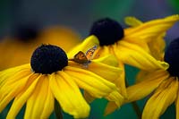 Lycaena phlaeas - Petit papillon cuivré - reposant sur Rudbeckia hirta 'Indian Summer '