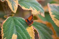 Lycaena phlaeas - Petit papillon en cuivre - reposant sur Plectranthus argentatus 'Hill House'