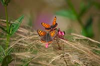 Lycaena phlaeas - le petit papillon en cuivre - reposant sur Stipa tenuissima et Diascea personata.