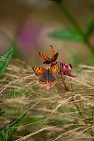 Lycaena phlaeas - petit papillon de cuivre sur Stipa tenuissima et Diascea personata