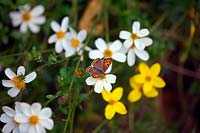 Lycaena phlaeas - le petit papillon en cuivre.