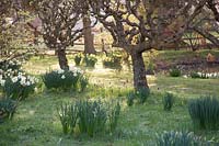 Verger avec Narcisse mixte, Fritillaria meleagris et étang. King Johns Lodge, Sussex, Royaume-Uni.