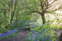 Siège en bois donnant sur les jacinthes et l'ail sauvage dans le jardin boisé. Hole Park, Kent, Royaume-Uni.