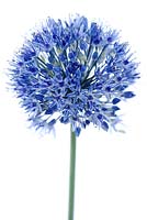 Allium caeruleum - Ail à fleurs azur