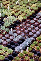 Echeveria colorata parmi d'autres plantes succulentes, à des plantes succulentes surréalistes, Tremenheere Nursery, Cornwall, UK.