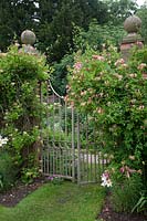 Lonicera - Chèvrefeuille - escalade sur porte métallique dans le mur de briques. Wollerton Old Hall Garden, Shropshire, Royaume-Uni.
