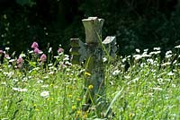 Fleurs sauvages dans un cimetière de campagne avec pierre tombale recouverte de lichen.